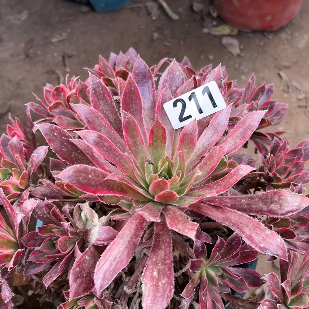 回**笑多肉植物一个