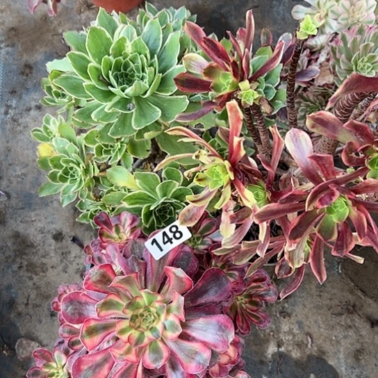 邹**。多肉植物三个