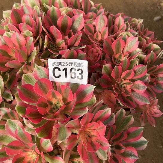 俊***^多肉植物一个