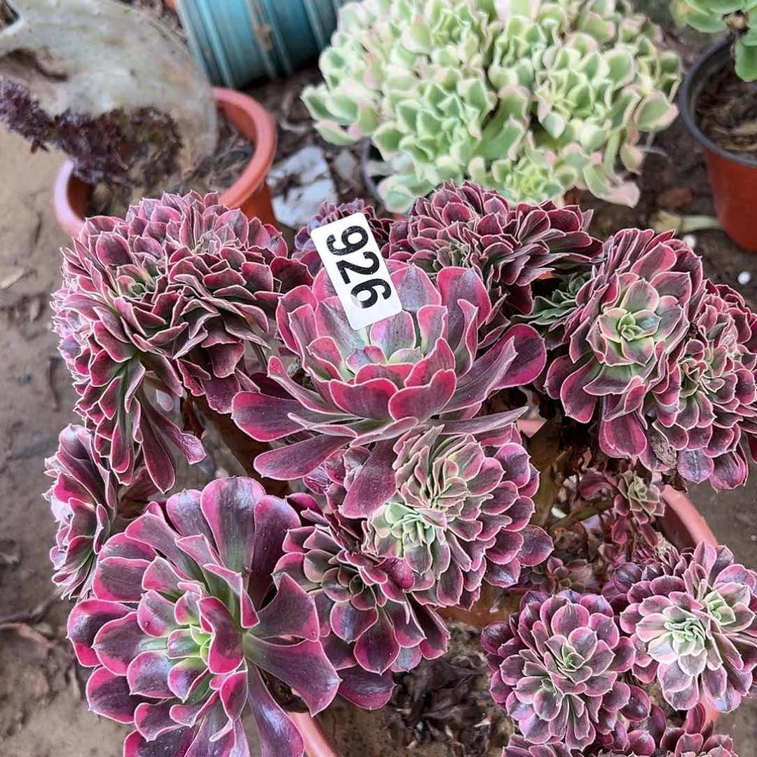 多肉植物一个法师