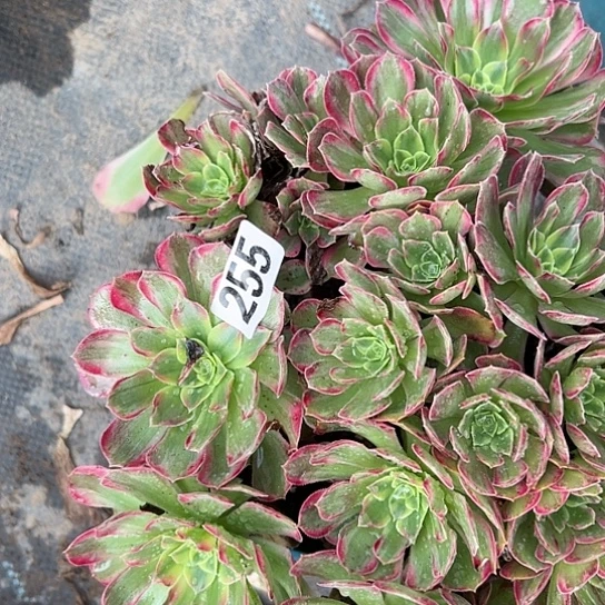 无*多肉植物一个