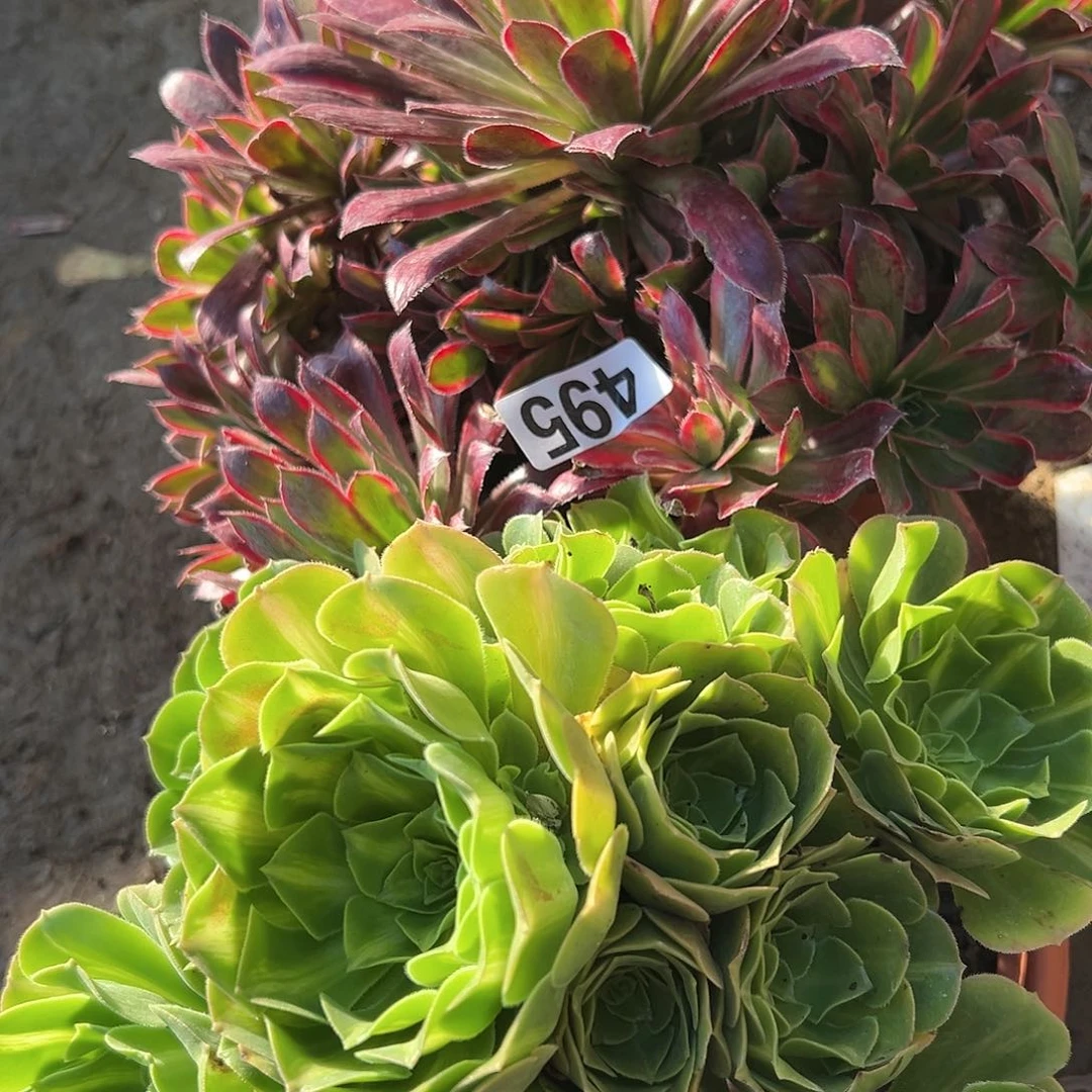 周多肉植物两个法师
