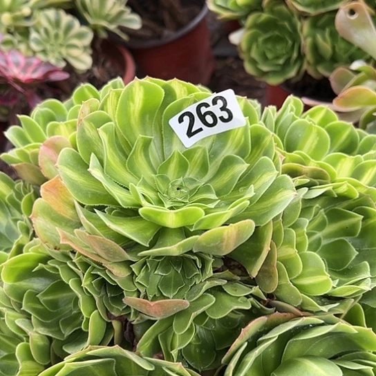 ?多肉植物一个法师