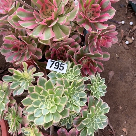 生**美多肉植物两个