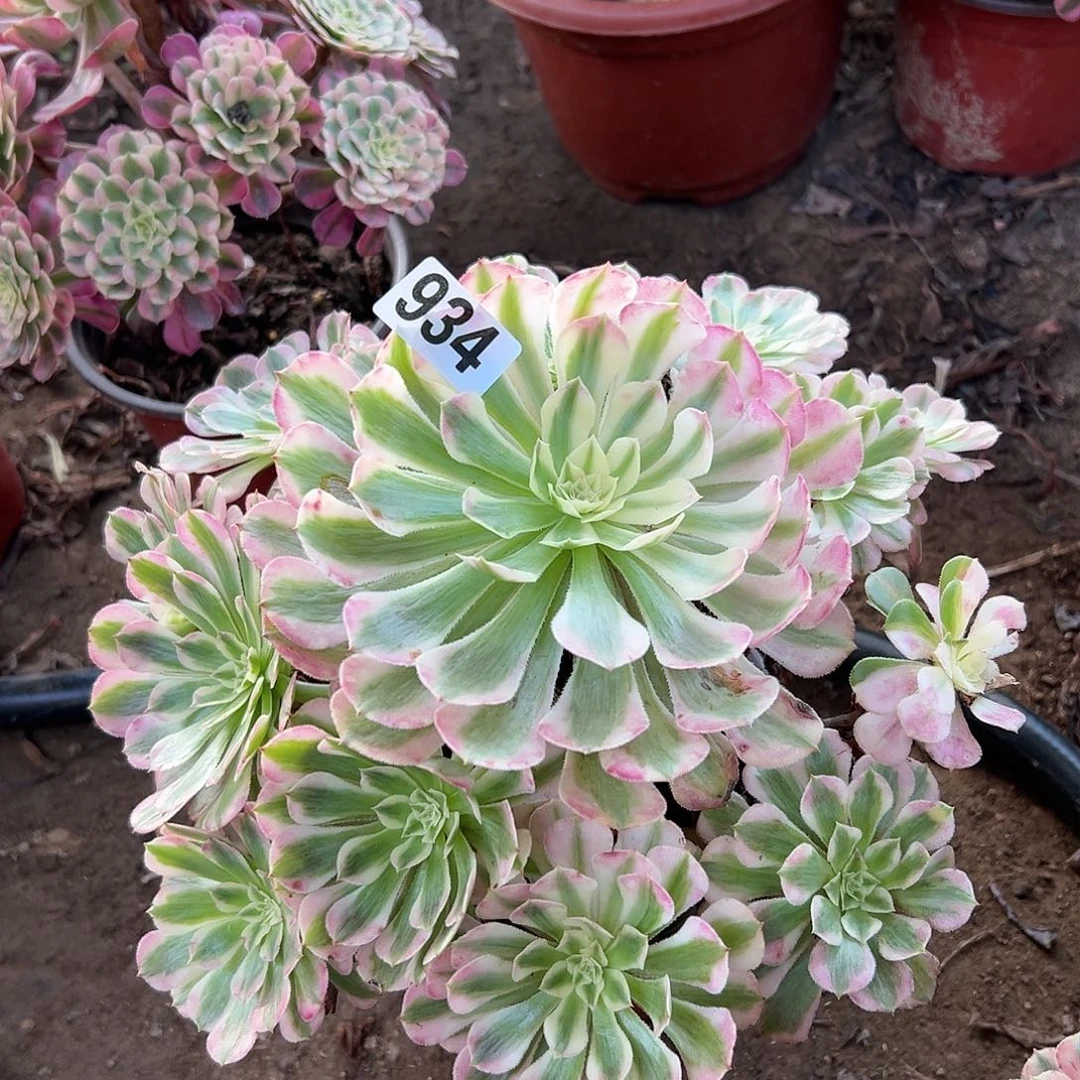 希*多肉植物一个