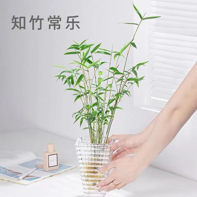 水培米竹盆栽造景小型竹子苗凤尾竹室内绿植观赏竹子庭院盆景植物