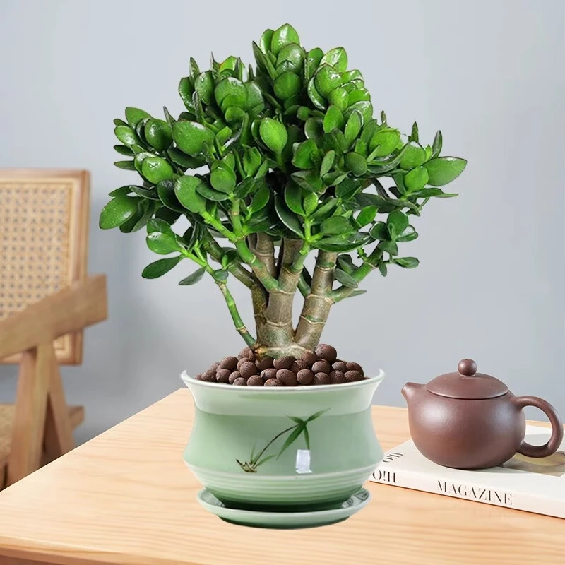 玉树盆栽老桩盆景大型多肉植物室内阳台办公桌散光红边大叶绿植花