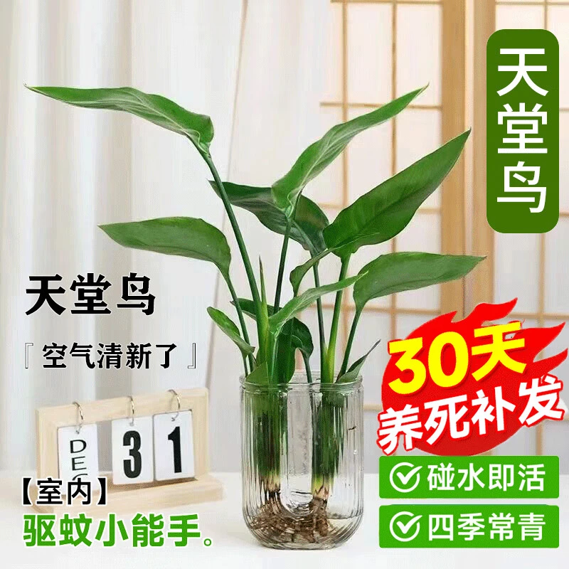 水培植物天堂鸟绿植盆栽花卉植物室内客厅无土水培四季常绿鹤望兰
