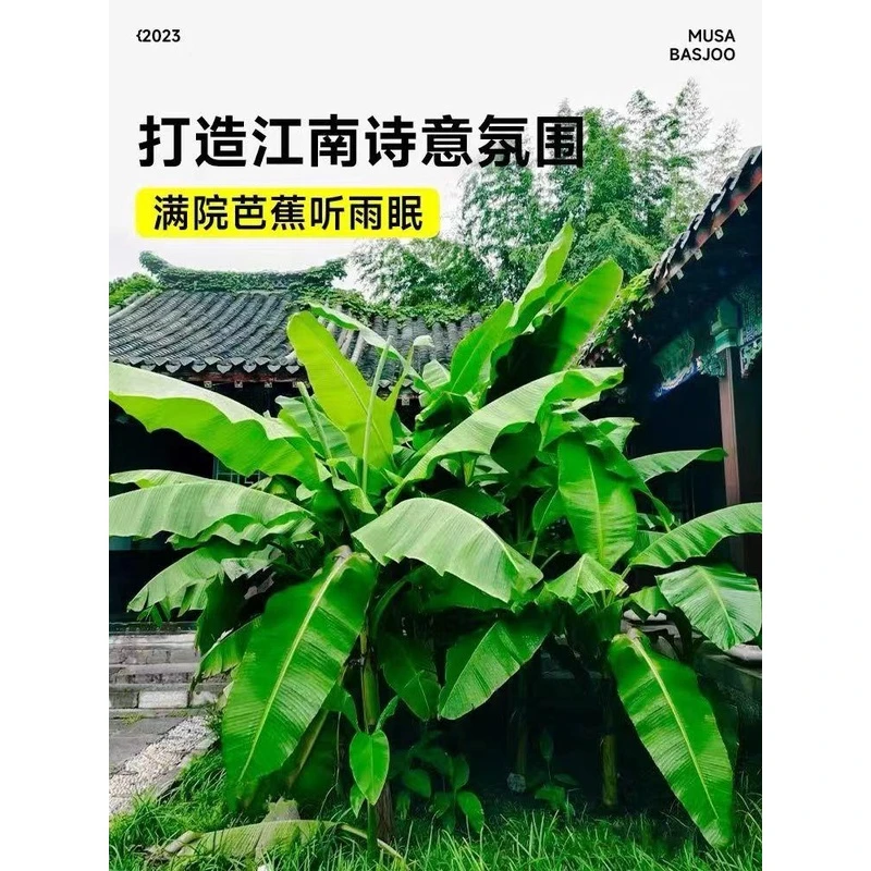 芭蕉树苗芭蕉苗绿天扇仙庭院观赏风景绿化树苗观赏香蕉树南方结果
