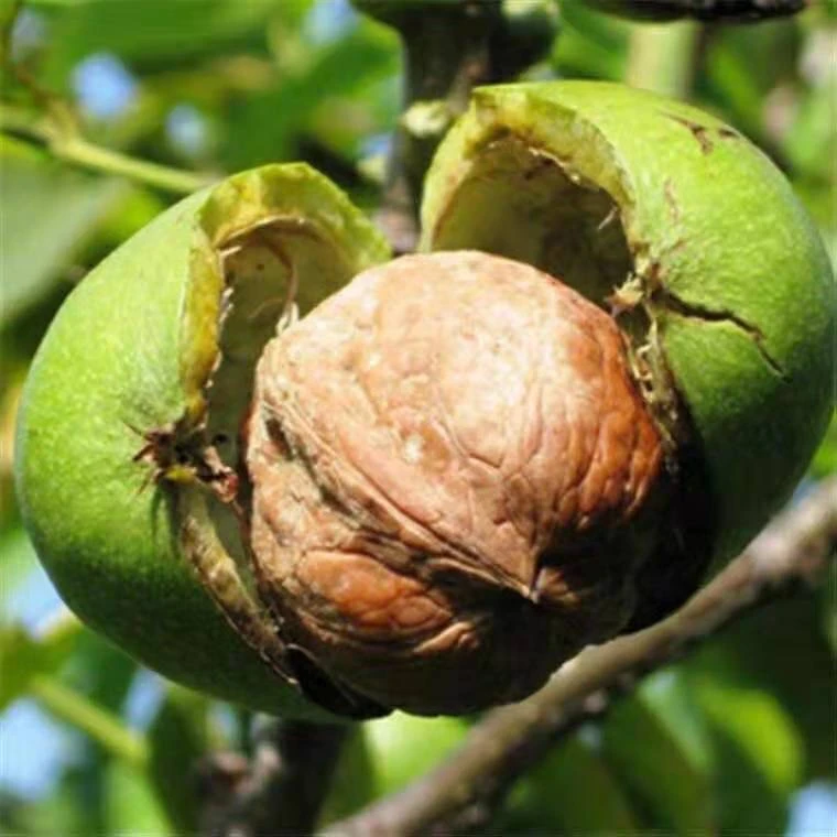 纸皮核桃树苗核桃苗薄皮核桃树苗盆栽地栽南方北方种植