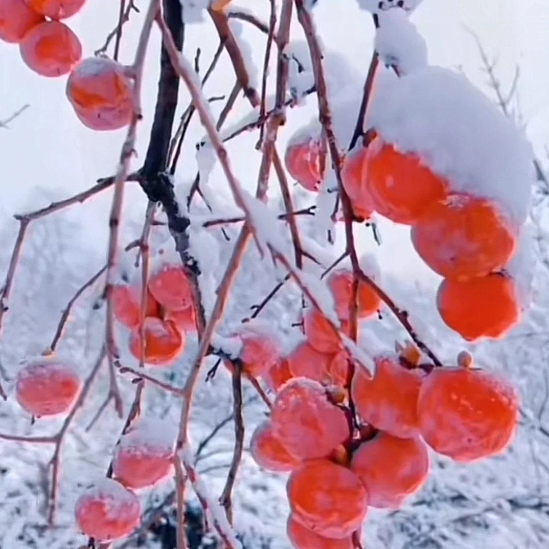 嫁接无核脆甜柿子树苗火晶柿子苗火晶南方北方种植盆栽地栽庭院