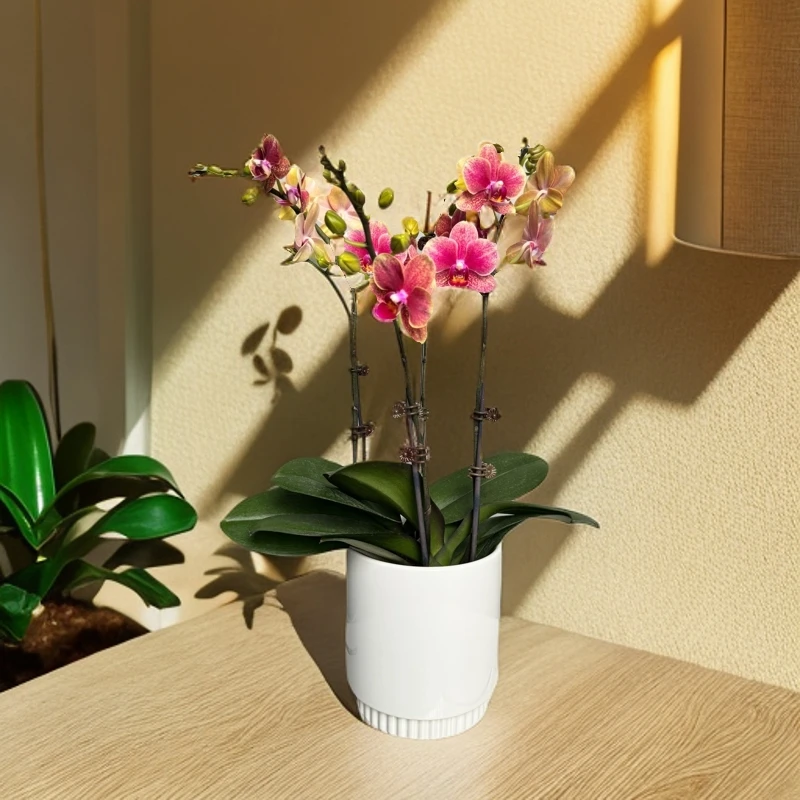 【金碟】蝴蝶兰盆栽 开花发货室内桌面款好养耐开 双君花卉