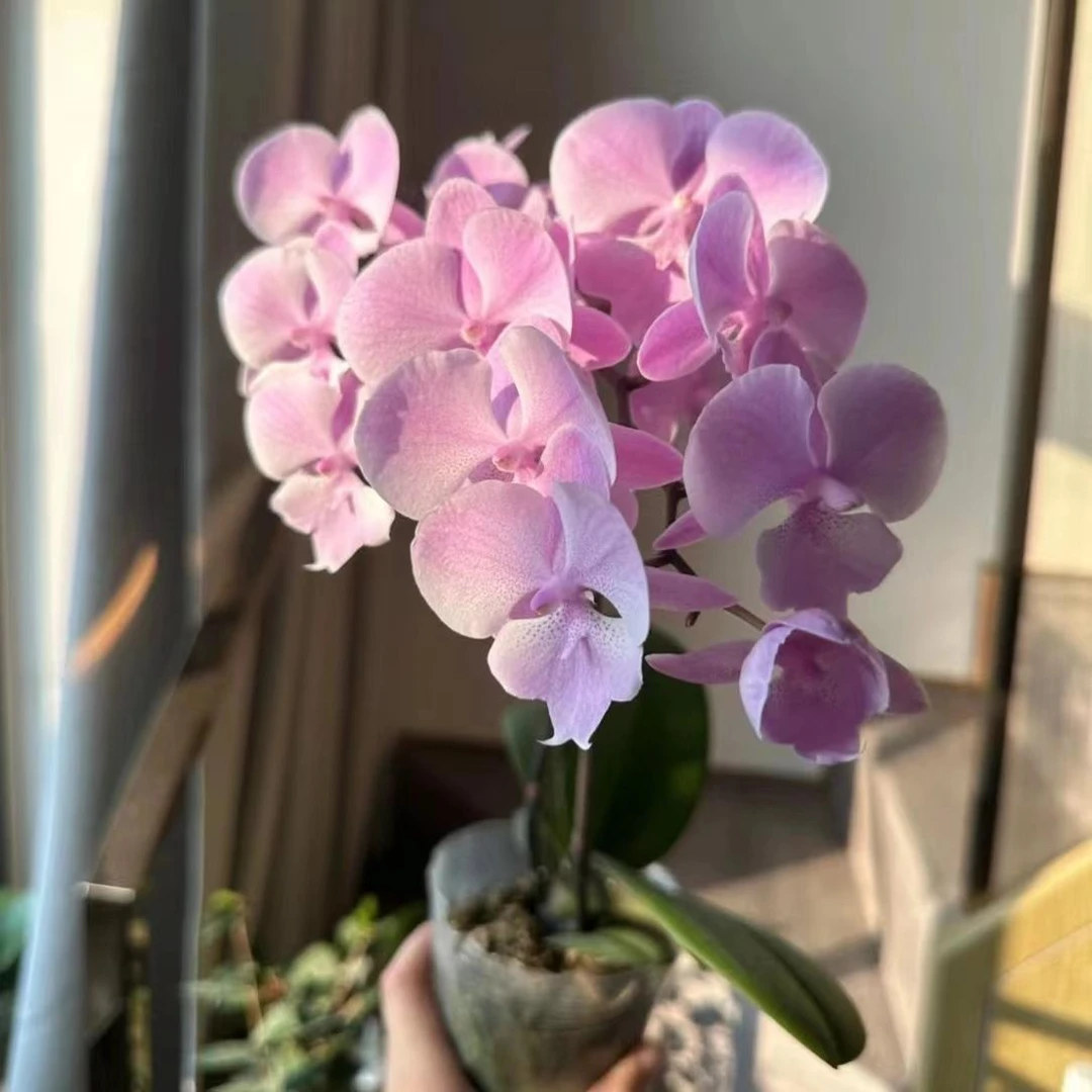 【禹城王子】 蝴蝶兰（双梗）室内花卉