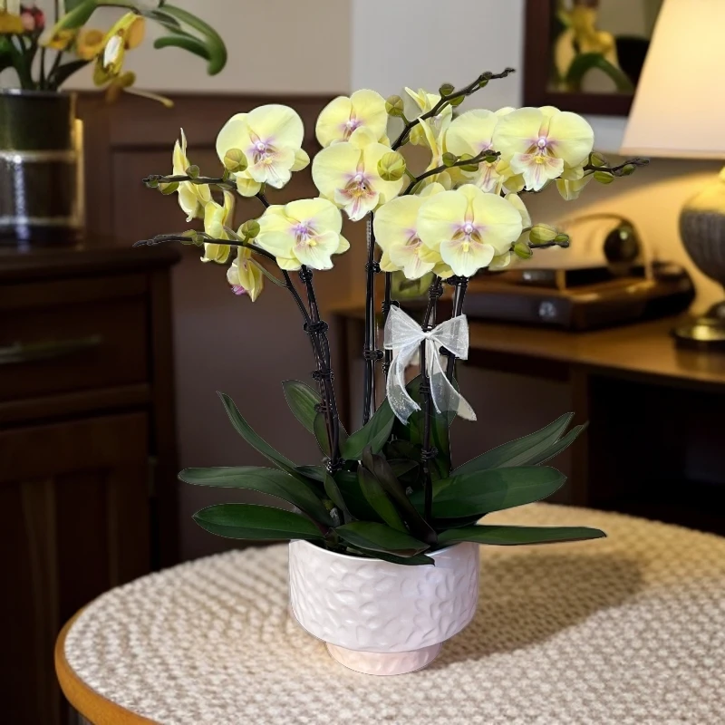 【大吉大利】 蝴蝶兰开花发货室内趣味办公室客厅卧室盆栽 双君花卉