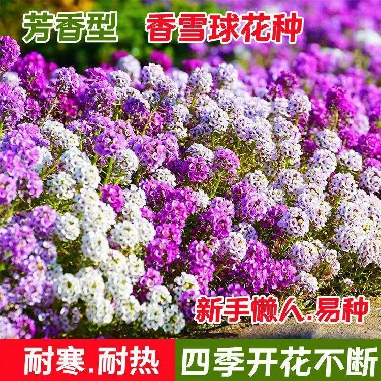 香雪球种子耐热耐寒矮生四季庭院阳台花海种植易开花芳香花卉花种