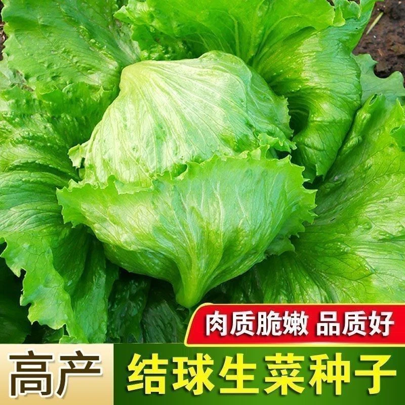 正宗结球生菜种子甜脆奶油包心生菜种子四季生菜籽蔬菜种子大全