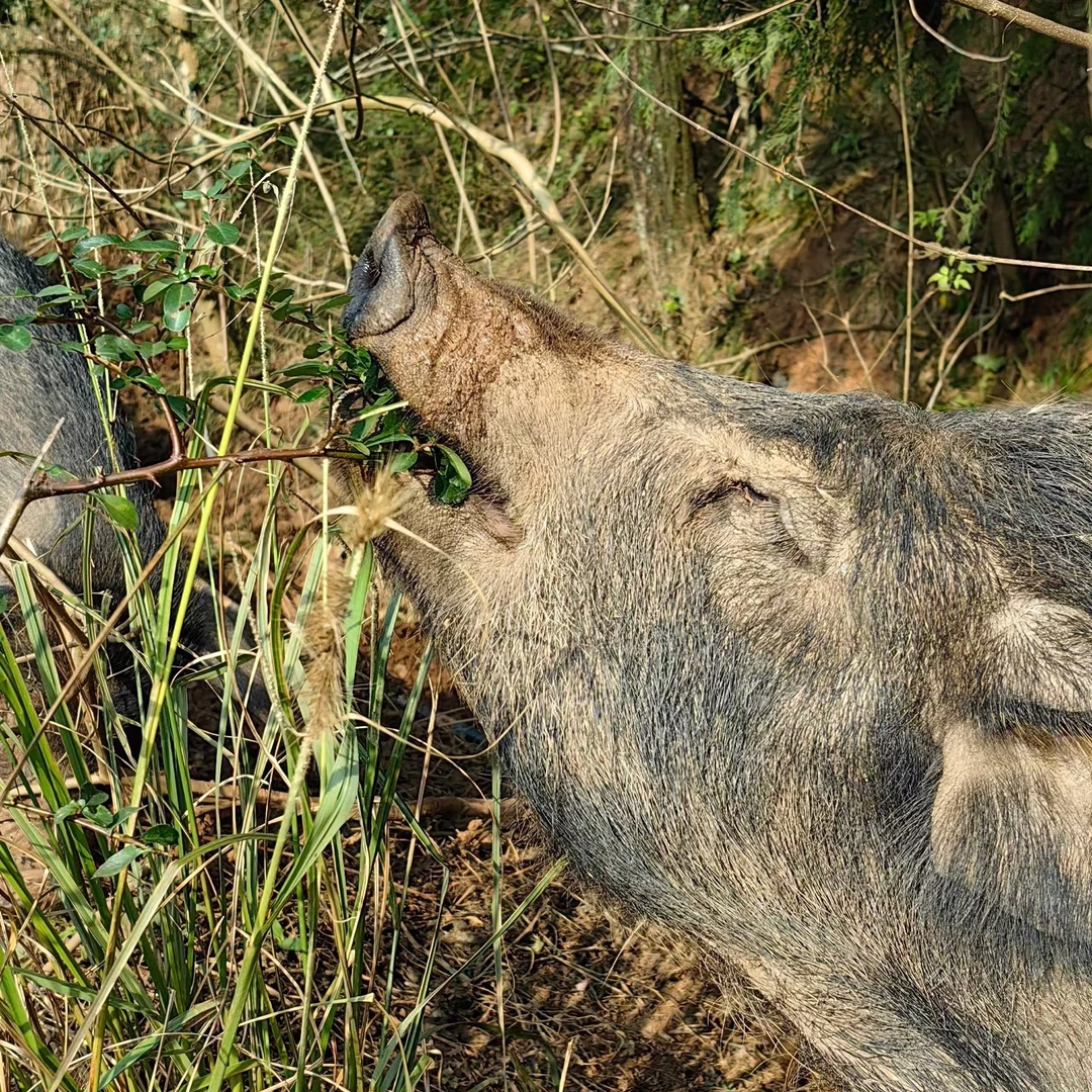 四川{渠乡秀秀}正宗牛角山跑山黑猪鲜肉 外省顺丰空运包邮