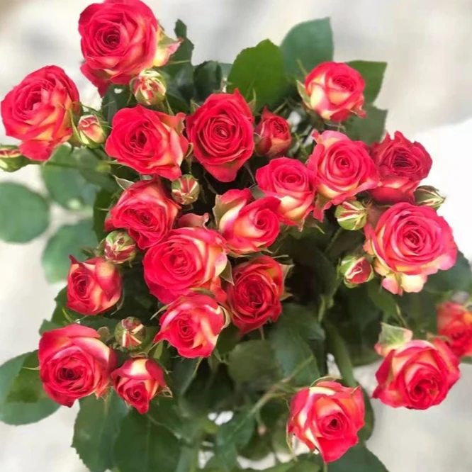 多头爱丽丝玫瑰10枝冷链包邮