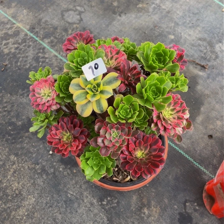 架接法师一行70号一个