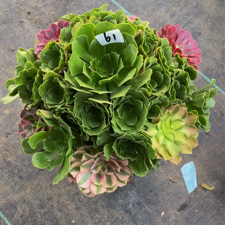 来*冰61号架接法师一个