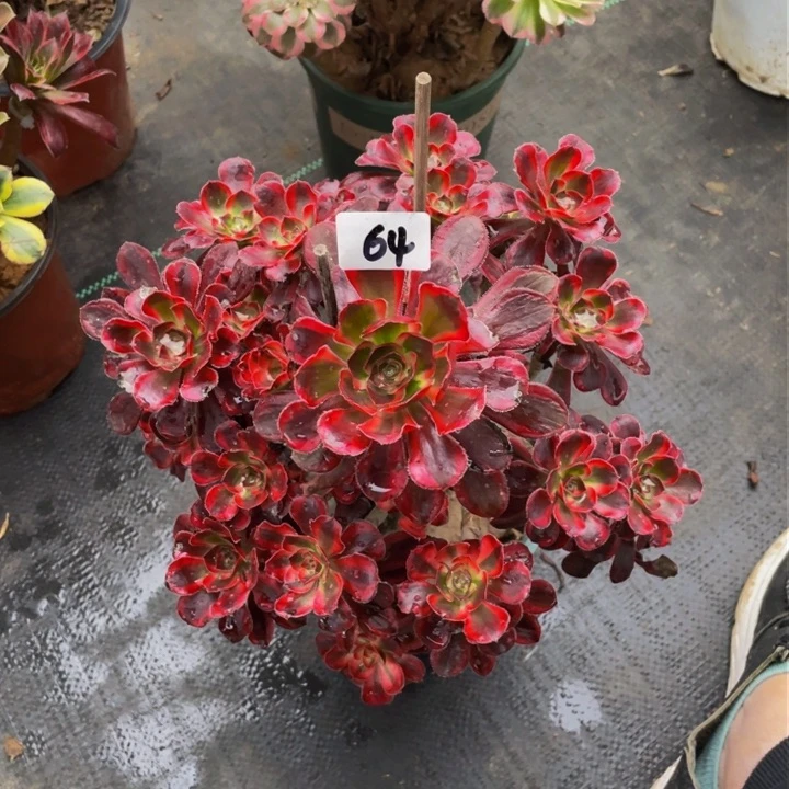 香耐儿法师一行64号