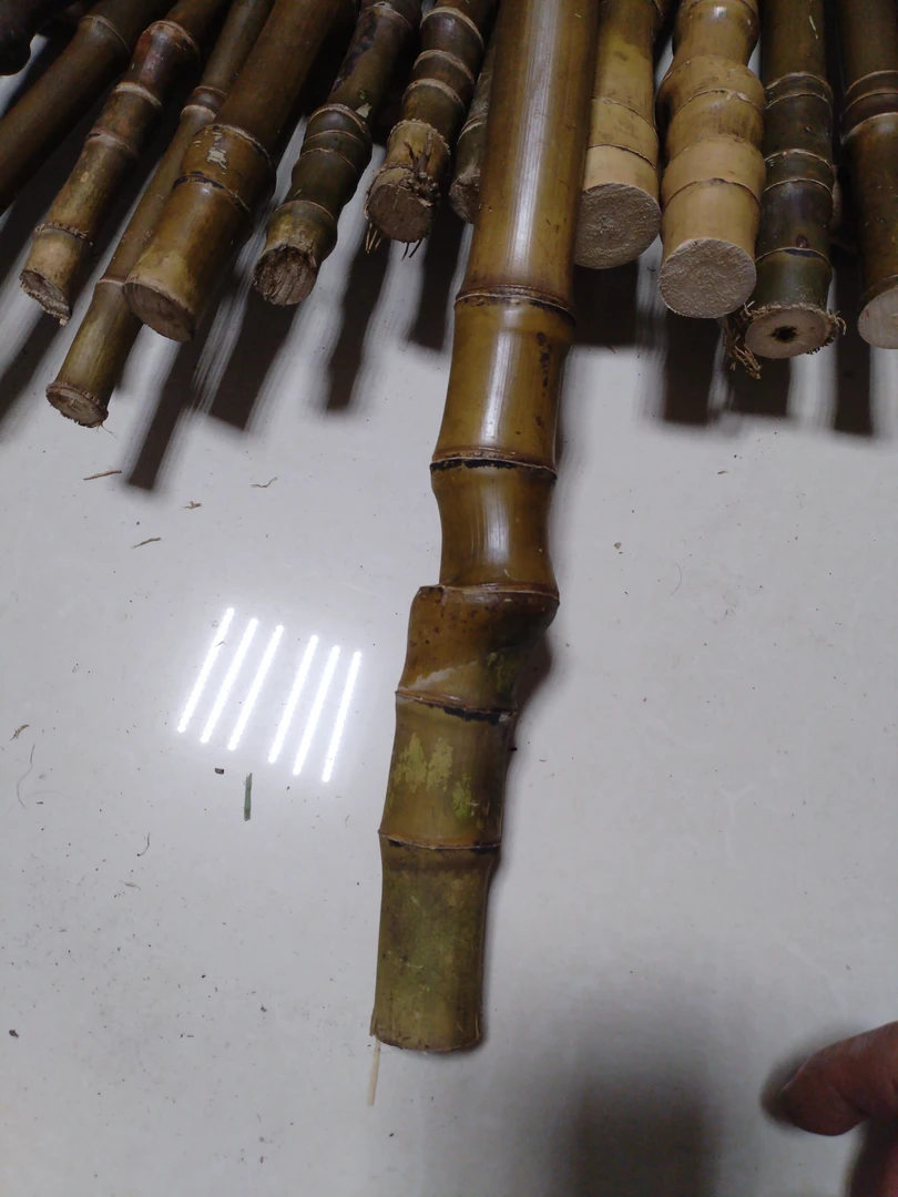 实心玉竹一物一拍