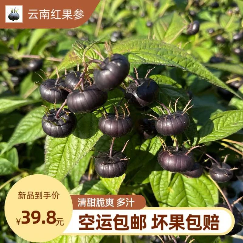 【空运】云南高山红果参算盘果蜘蛛果新鲜采摘果园直发香甜可口