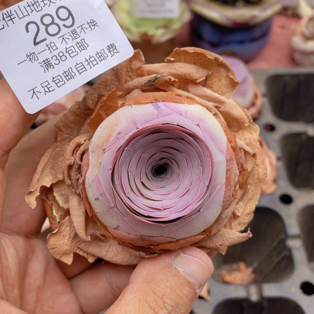 曼莎289一物一拍