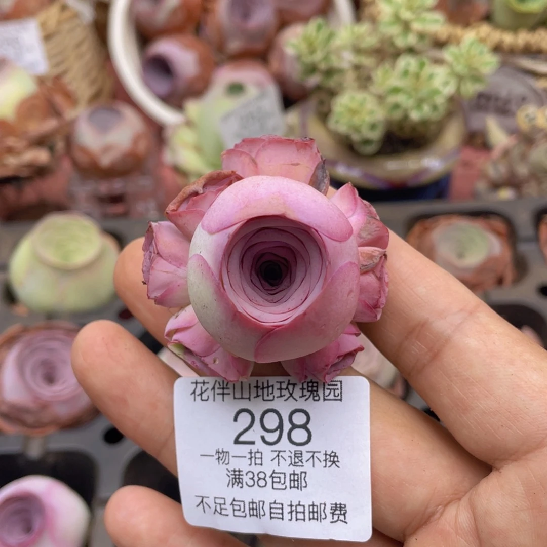 桃红298一物一拍