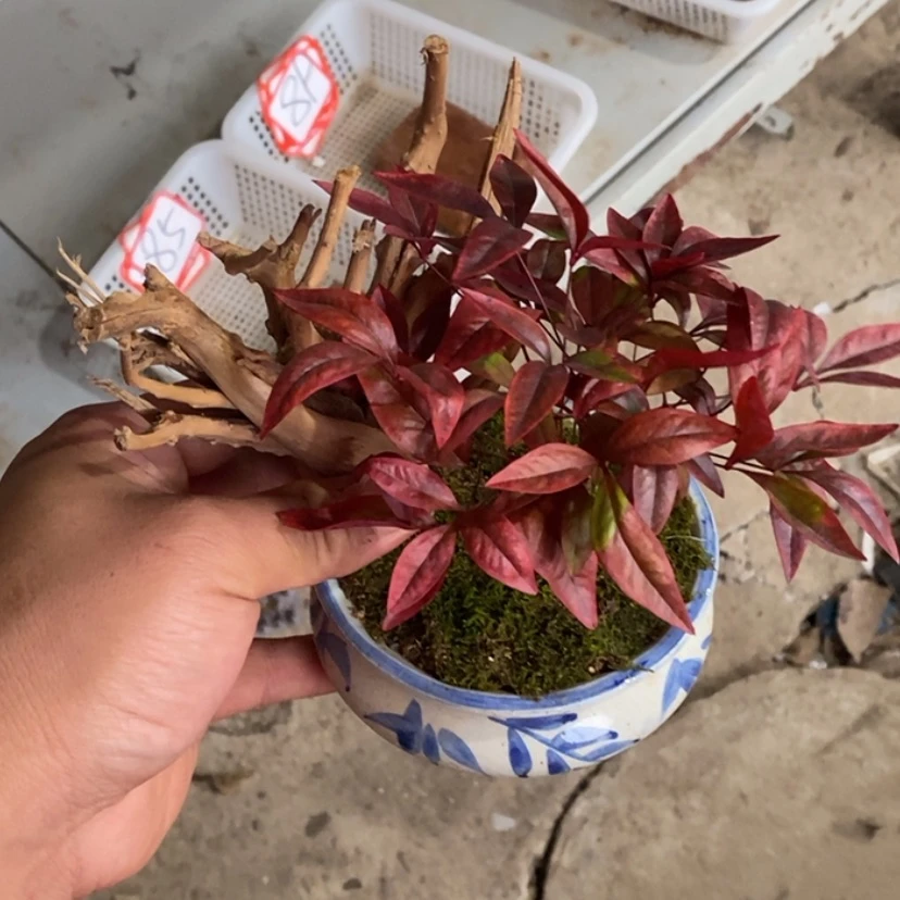 【闪购商品】红陶171cm(含)-200cm(含)空**空86