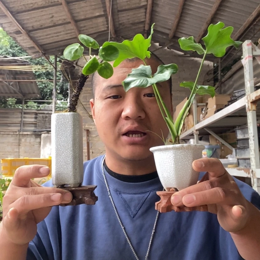 【闪购商品】红陶15cm-20cm苗27