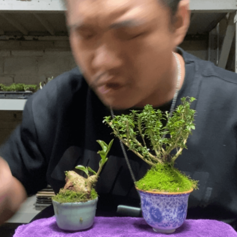 【闪购商品】红陶171cm(含)-200cm(含)8