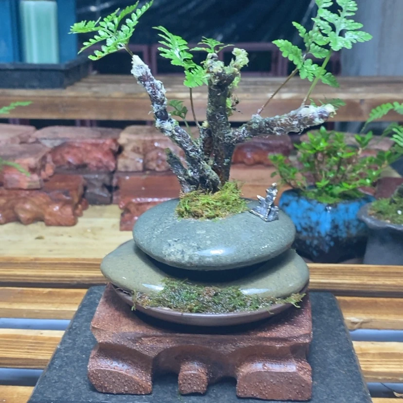 【闪购商品】红陶171cm(含)-200cm(含)天**大72