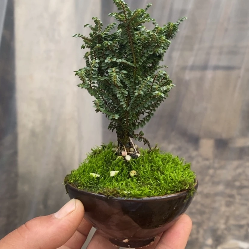 【闪购商品】红陶171cm(含)-200cm(含)我****鸟59