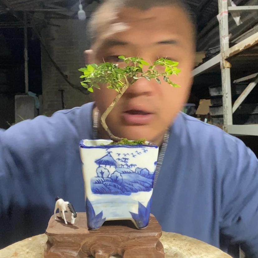 【闪购商品】红陶15cm-20cm102