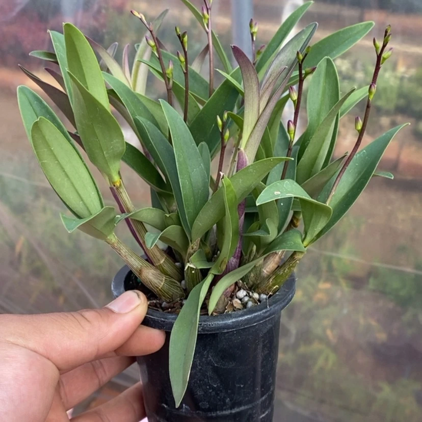 【闪购商品】红陶171cm(含)-200cm(含)相**缘47