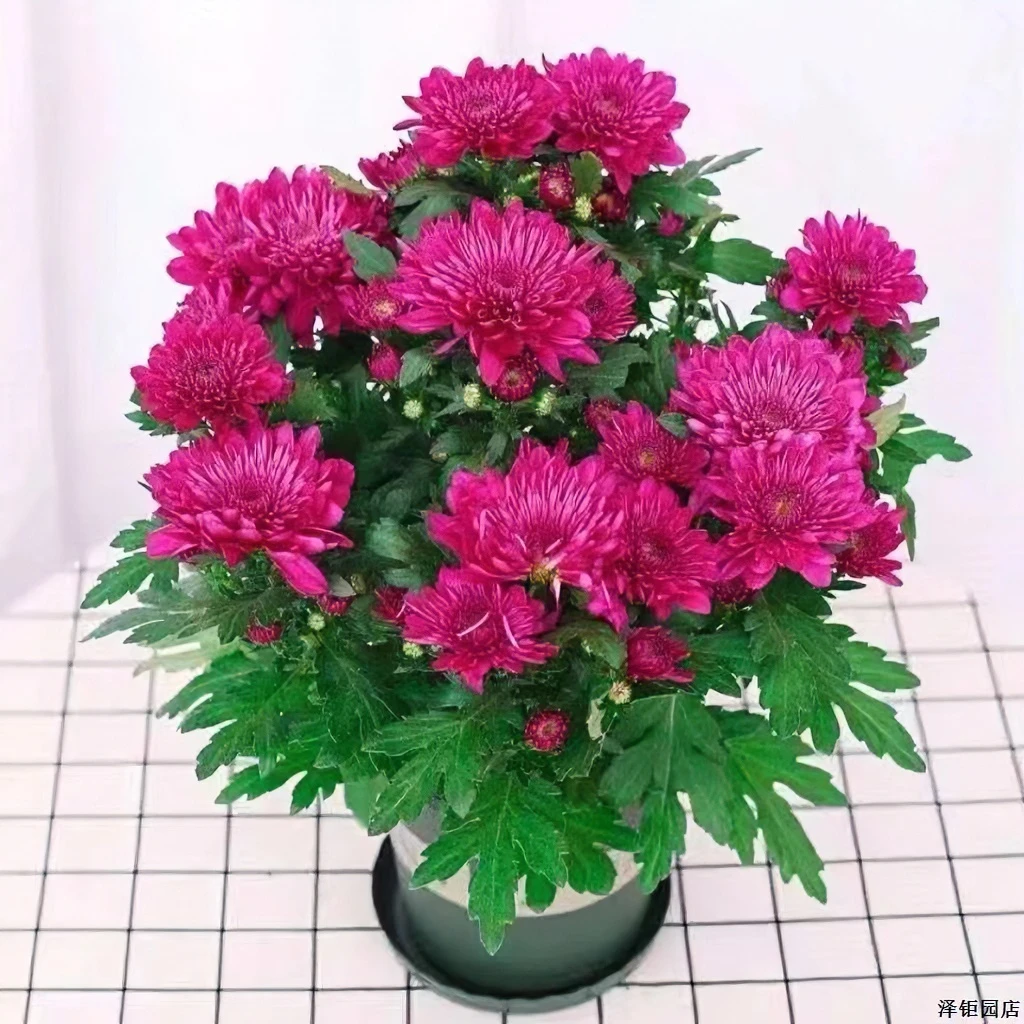 新品重瓣荷兰菊四季开花菊花苗月月菊室内外花多年生耐寒耐热植物