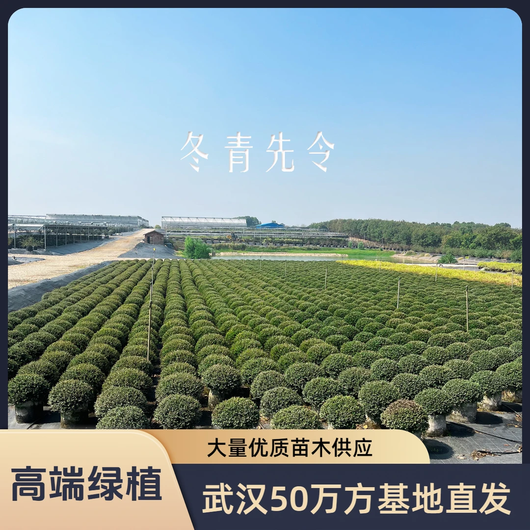 【冬青先令】高端品质绿植室外花园栽种耐热适合南北方常温气候
