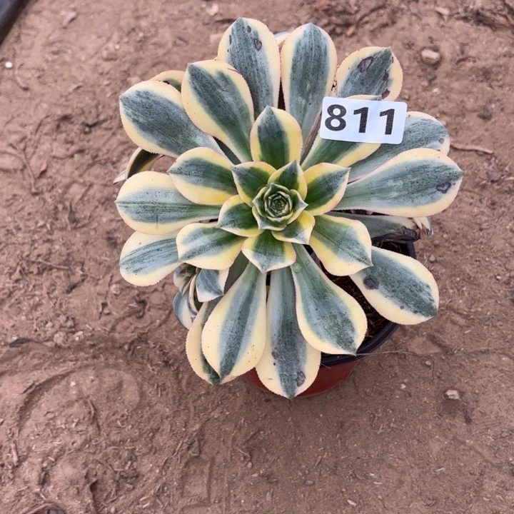 平****1811灿烂多肉不包损