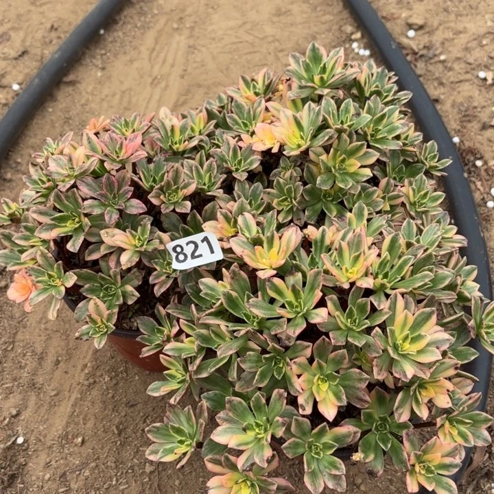 821甜茶多肉3棵有瑕疵不包损