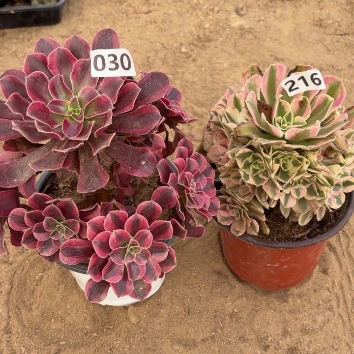 30.216粉女巫美杜莎两颗多肉不包损