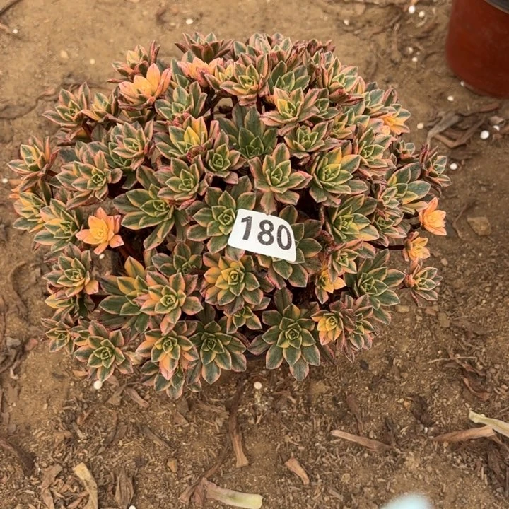 180甜茶多肉不包损