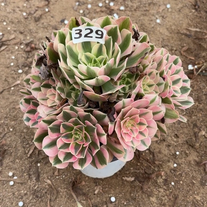 ℳ*蒋329粉女巫多肉不包损