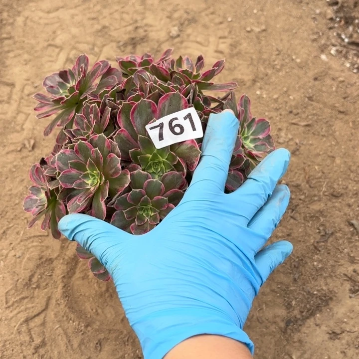 761安娜多肉不包损