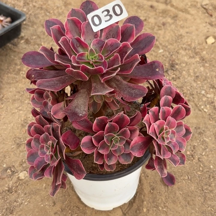 30美杜莎多肉不包损