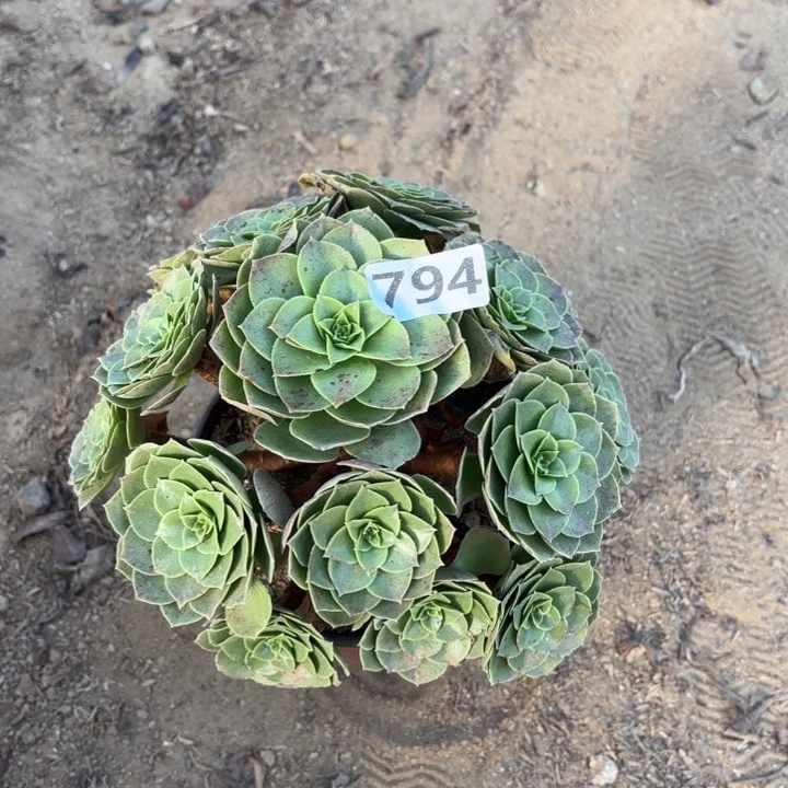 794万圣夜多肉不包损