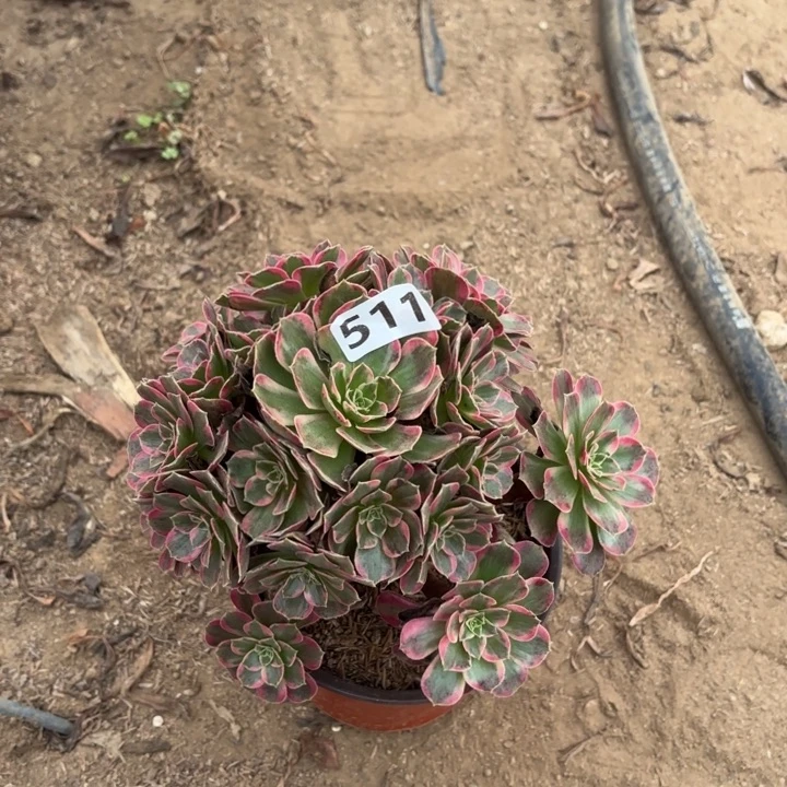 511安娜多肉不包损