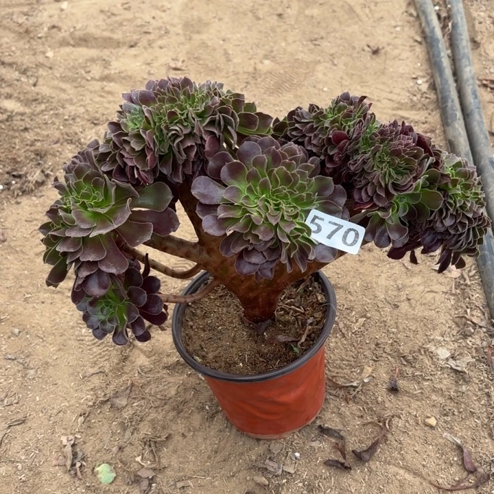 570欧紫缀多肉不包损