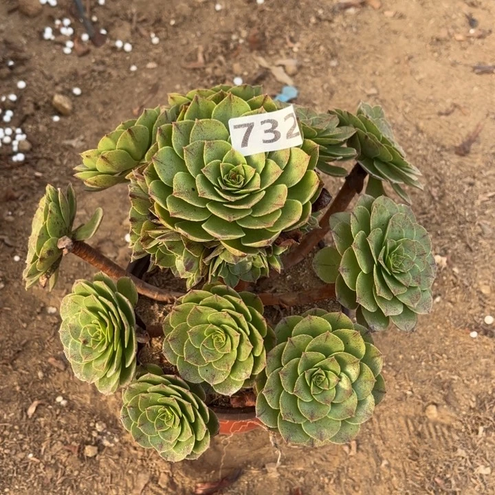 732万拉丝多肉不包损