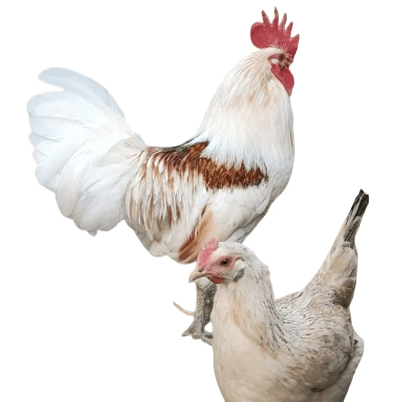 虎哥散养鹊山鸡整鸡顺丰包邮飞天鸡营养美味